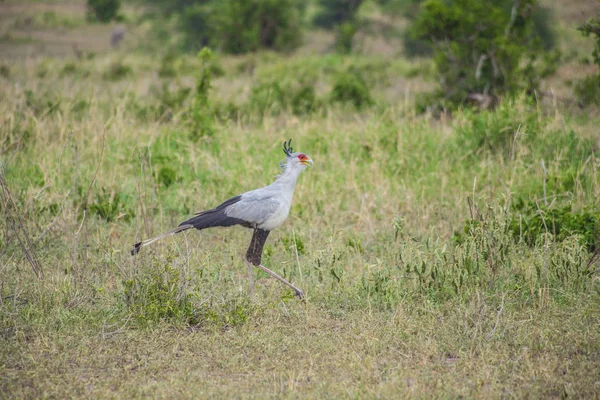 Secretário Pássaro Parque Nacional Serengeti Tanzânia — Fotografia de Stock