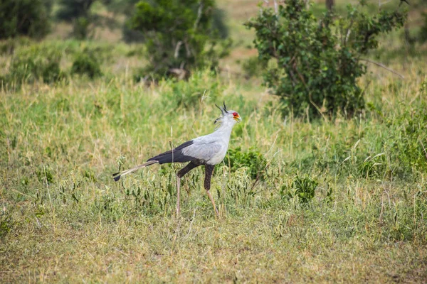 Птица Секретарь Национальном Парке Серенгети — стоковое фото
