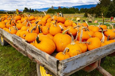 Araba balkabağı dolu. Balkabağı mevsimi. Cadılar Bayramı balkabakları