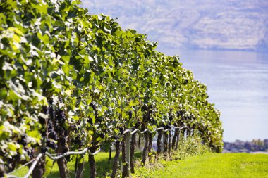 Kelowna, Kanada - Eylül 2019: Kelowna üzüm bağları. British Columbia, Kelowna, Kanada 'daki üzüm bağı manzarası