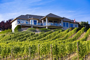 Kelowna, Kanada - Eylül 2019: Kelowna üzüm bağları. British Columbia, Kelowna, Kanada 'daki üzüm bağı manzarası