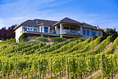 KELOWNA, CANADA - September 2019: Kelowna vineyards. Vineyard landscape in British Columbia, Kelowna, Canada clipart