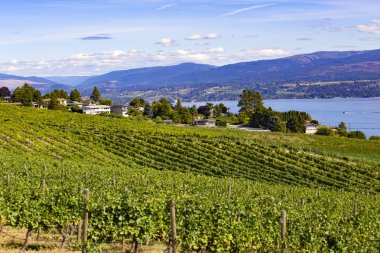 Kelowna, Kanada - Eylül 2019: Kelowna üzüm bağları. British Columbia, Kelowna, Kanada 'daki üzüm bağı manzarası