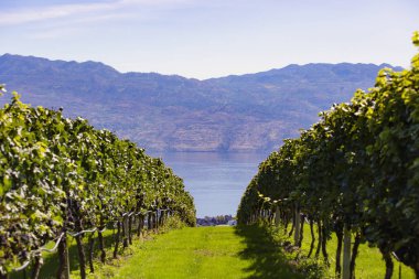Kelowna, Kanada - Eylül 2019: Kelowna üzüm bağları. British Columbia, Kelowna, Kanada 'daki üzüm bağı manzarası