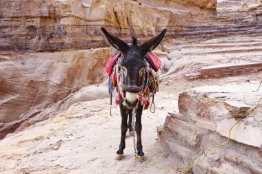 Petra antik kasabasında eşek. Eşek portresi. Yaklaş Jordan.