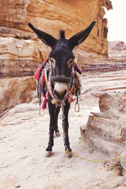Petra antik kasabasında eşek. Eşek portresi. Yaklaş Jordan.