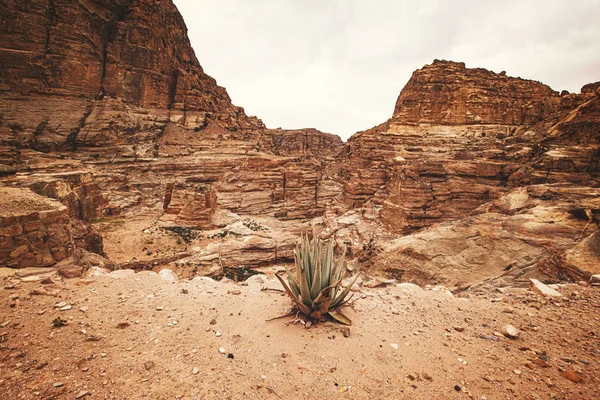 Rocky Homokkő Hegyek Táj Jordániában Sivatag Közelében Petra Ősi Város — Stock Fotó