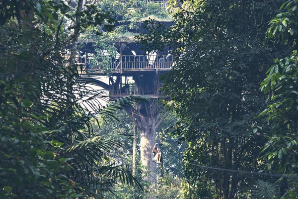 Houayxay Laos Mart 2019 Laos Ormanında Ağaç Zip Hattı Gibbon — Stok fotoğraf