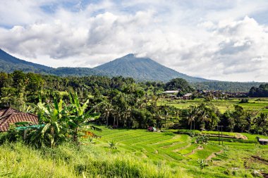 BALI, INDONESIA - Şubat 2020: Jatiluwih Rice Terrace, Unesco World Site, Bali, Endonezya