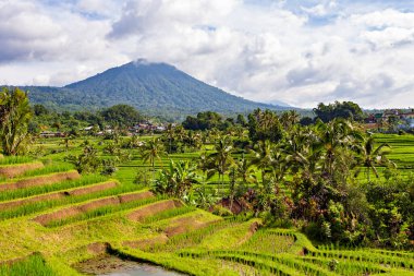 BALI, INDONESIA - Şubat 2020: Jatiluwih Rice Terrace, Unesco World Site, Bali, Endonezya