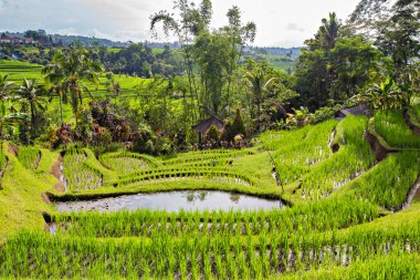 BALI, INDONESIA - Şubat 2020: Jatiluwih Rice Terrace, Unesco World Site, Bali, Endonezya