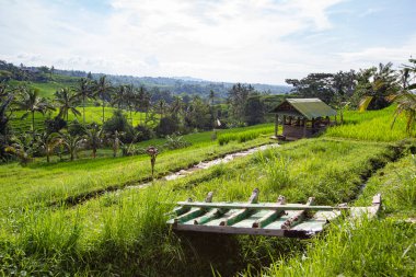 BALI, INDONESIA - Şubat 2020: Jatiluwih Rice Terrace, Unesco World Site, Bali, Endonezya