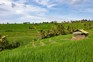 BALI, INDONESIA - Şubat 2020: Jatiluwih Rice Terrace, Unesco World Site, Bali, Endonezya