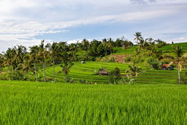 BALI, INDONESIA - Şubat 2020: Jatiluwih Rice Terrace, Unesco World Site, Bali, Endonezya