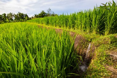 BALI, INDONESIA - Şubat 2020: Jatiluwih Rice Terrace, Unesco World Site, Bali, Endonezya
