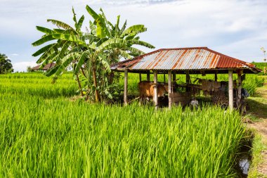 BALI, INDONESIA - Şubat 2020: Jatiluwih Rice Terrace, Unesco World Site, Bali, Endonezya