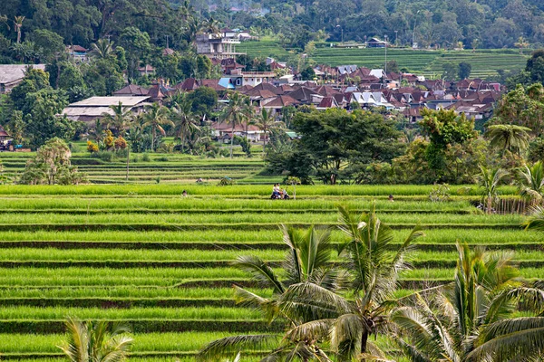 Bali Indonesia Лютий 2020 Spectacular View Jatiluwih Rice Terrace Unesco — стокове фото