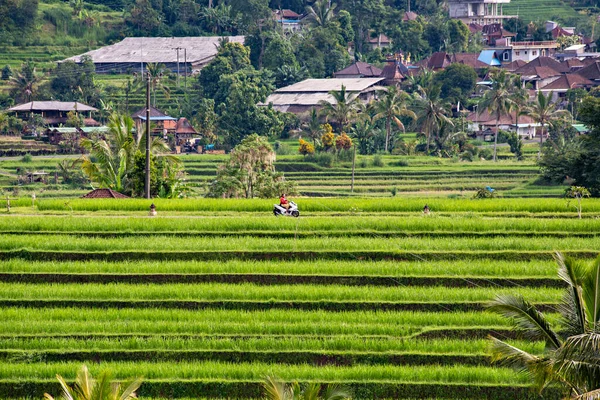 Bali Indonesia Februari 2020 Pemandangan Spektakuler Teras Jatiluwih Situs Dunia — Stok Foto