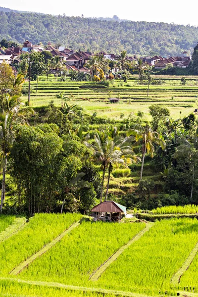 Bali Indonesia Febrero 2020 Espectacular Vista Jatiluwih Rice Terrace Unesco — Foto de Stock