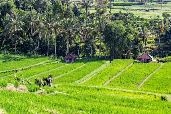 Bali Indonesia Лютий 2020 Spectacular View Jatiluwih Rice Terrace Unesco — стокове фото