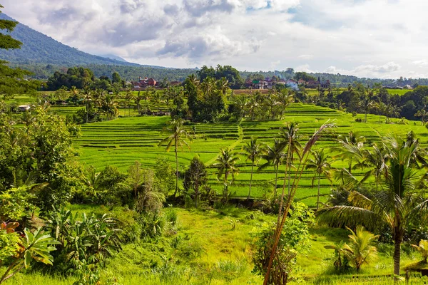 Bali Indonesia Februari 2020 Pemandangan Spektakuler Teras Jatiluwih Situs Dunia — Stok Foto