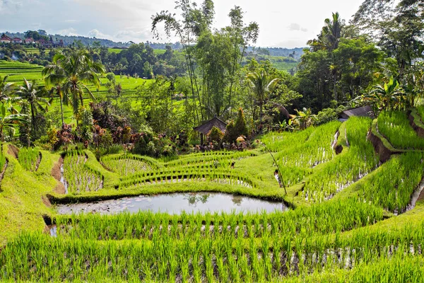 Bali Indonesia February 2020 Spectacular View Jatiluwih Rice Terrace Unesco — Stock Photo, Image