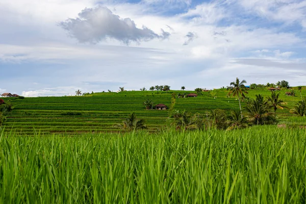 BALI, INDONESIA - Şubat 2020: Jatiluwih Rice Terrace, Unesco World Site, Bali, Endonezya