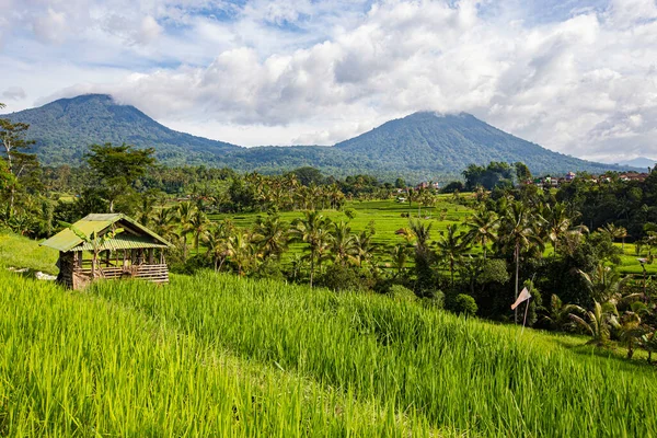 Bali Indonésia Fevereiro 2020 Vista Espetacular Jatiluwih Rice Terrace Unesco — Fotografia de Stock