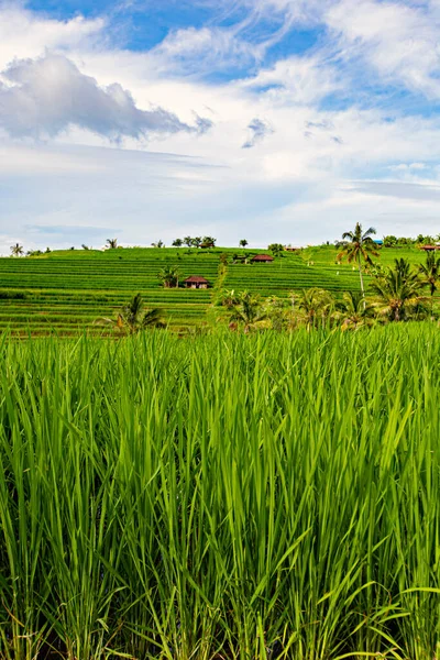 Bali Indonesia Luty 2020 Spektakularny Widok Taras Ryżowy Jatiluwih Świat — Zdjęcie stockowe