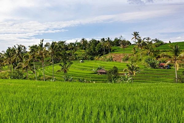 BALI, INDONESIA - Şubat 2020: Jatiluwih Rice Terrace, Unesco World Site, Bali, Endonezya