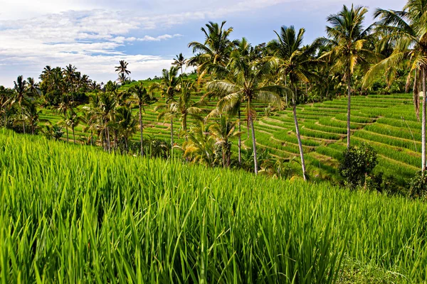 Bali Indonesia Februari 2020 Spectaculair Uitzicht Jatiluwih Rice Terrace Unesco — Stockfoto