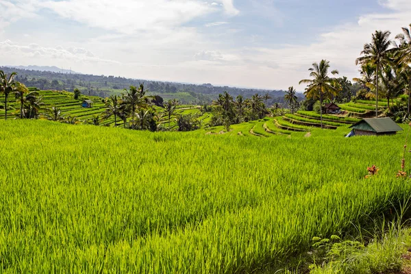 BALI, INDONESIA - Şubat 2020: Jatiluwih Rice Terrace, Unesco World Site, Bali, Endonezya