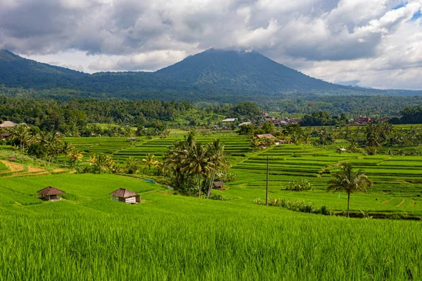 Bali Indonesia Februari 2020 Spectaculair Uitzicht Jatiluwih Rice Terrace Unesco — Stockfoto