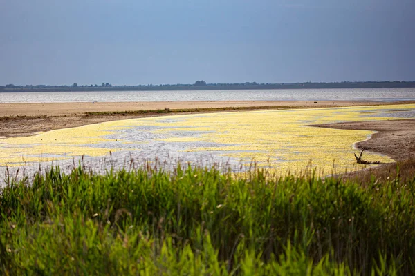 Puesta Sol Sobre Lago Reedy — Foto de Stock