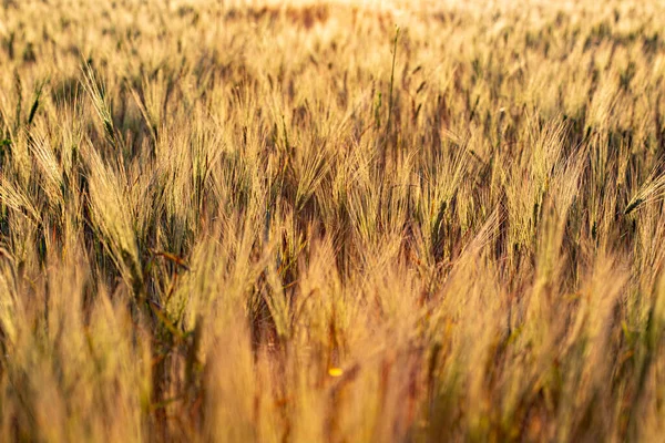 Beautiful Sunset Wheat Field Ukraine Rural Landscape — Stock Photo, Image