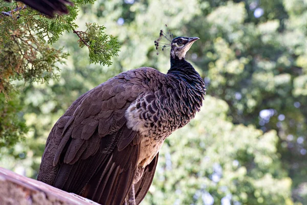 Closeup Photo Wild Peacock Perched Fence — Φωτογραφία Αρχείου