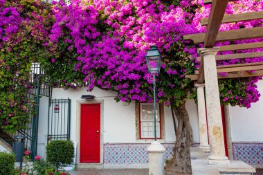 Beyaz Saray 'da büyüyen parlak pembe çiçekli çiçek açan ağaç.