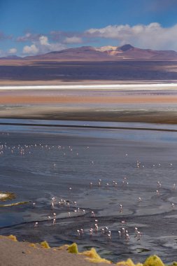 Bolivya Altiplano, Potosi, Bolivya 'da pembe flamingolu Lagoon Colorada' nın nefes kesici manzarası.
