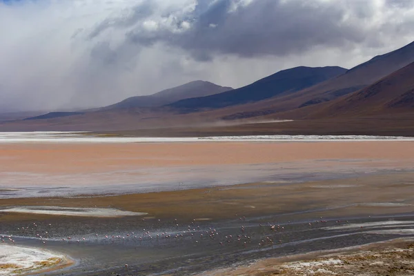 Big Group Pink Flamingos Eating Shrimps Flooded Sea Area — Foto de Stock