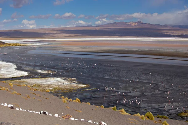 Zapierające Dech Piersiach Krajobrazy Lagoon Colorada Różowymi Flamingami Boliwii Altiplano — Zdjęcie stockowe