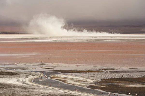Εκπληκτικό Τοπίο Της Λιμνοθάλασσας Colorada Ροζ Φλαμίνγκο Στο Βολιβιανό Altiplano — Φωτογραφία Αρχείου