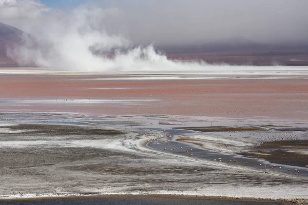 Breathtaking Scenery Lagoon Colorada Pink Flamingos Bolivian Altiplano Potosi Bolivia — Stock Photo, Image