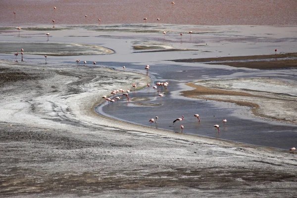 玻利维亚波托西 玻利维亚阿尔蒂普拉诺 色彩艳丽的泻湖与粉色火烈鸟的迷人景色 — 图库照片