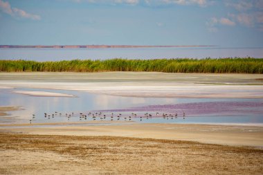 Ukrayna 'nın Kherson bölgesinde tuz gölü manzarası. Sivash tuz gölü.