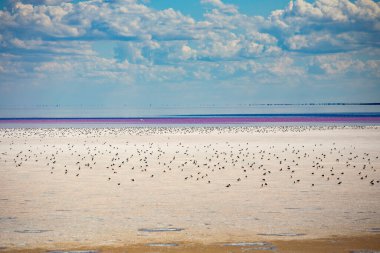 Salt lake scenery in Kherson region of Ukraine. Sivash salt lake. clipart