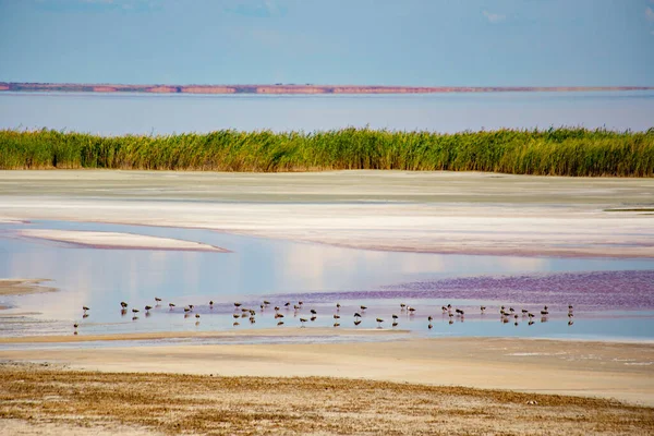 Zout Meer Landschap Kherson Regio Van Oekraïne Sivash Zoutmeer — Stockfoto