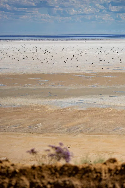 Zout Meer Landschap Kherson Regio Van Oekraïne Sivash Zoutmeer — Stockfoto