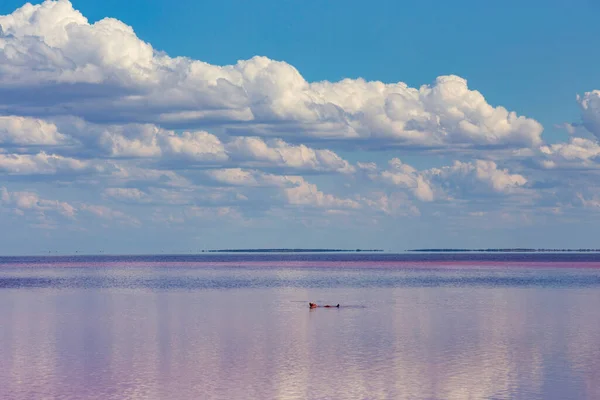 Roze Zout Meer Kustlijn Kherson Regio Van Oekraïne — Stockfoto