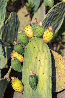 Dikenli, çiçek açan kaktüsün yakın görüntüsü