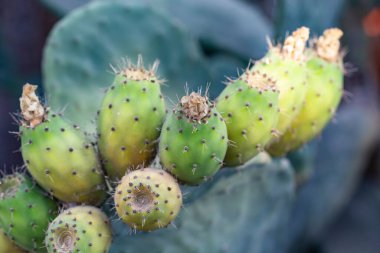 Dikenli, çiçek açan kaktüsün yakın görüntüsü